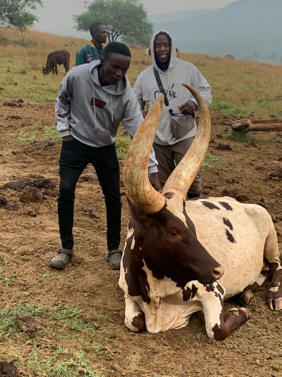 Ankole Cattle & Village Immersion, Lake Mburo