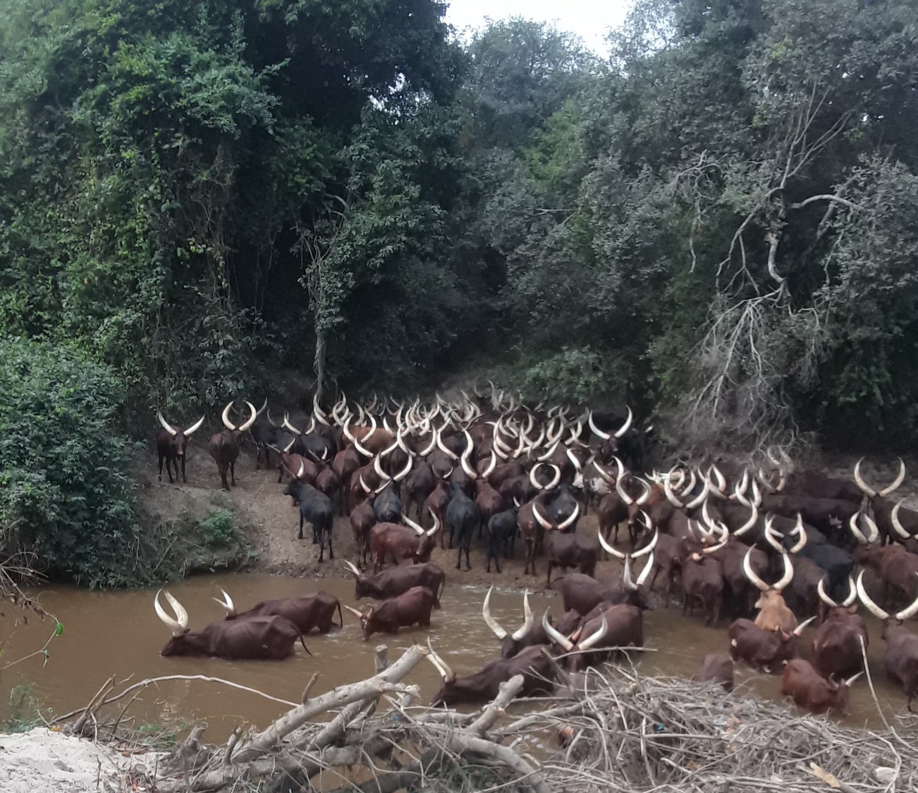 ankore-cattle-2-1783281811798.jpg