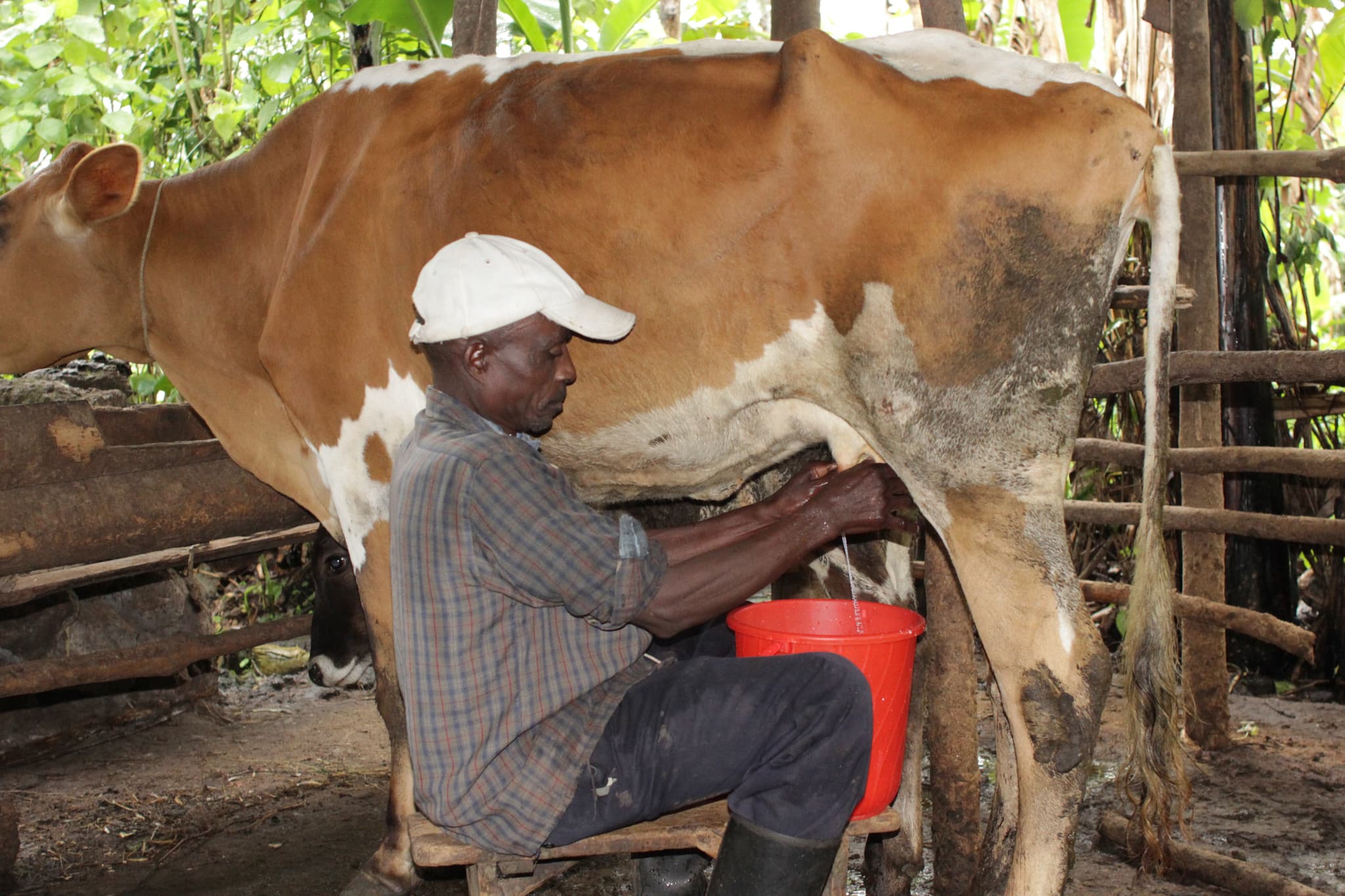 The Sacred Lowing: A Traditional Rwandan Milking Immersion
