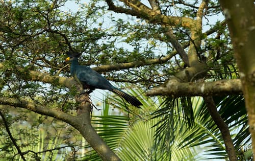 bigodi-turaco-1775077756171.jpg