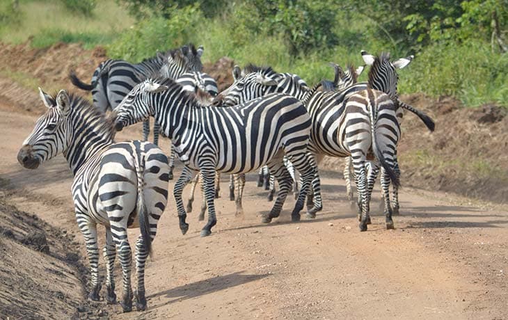 Zebra-in-Lake-Mburo-1761574919861.jpg