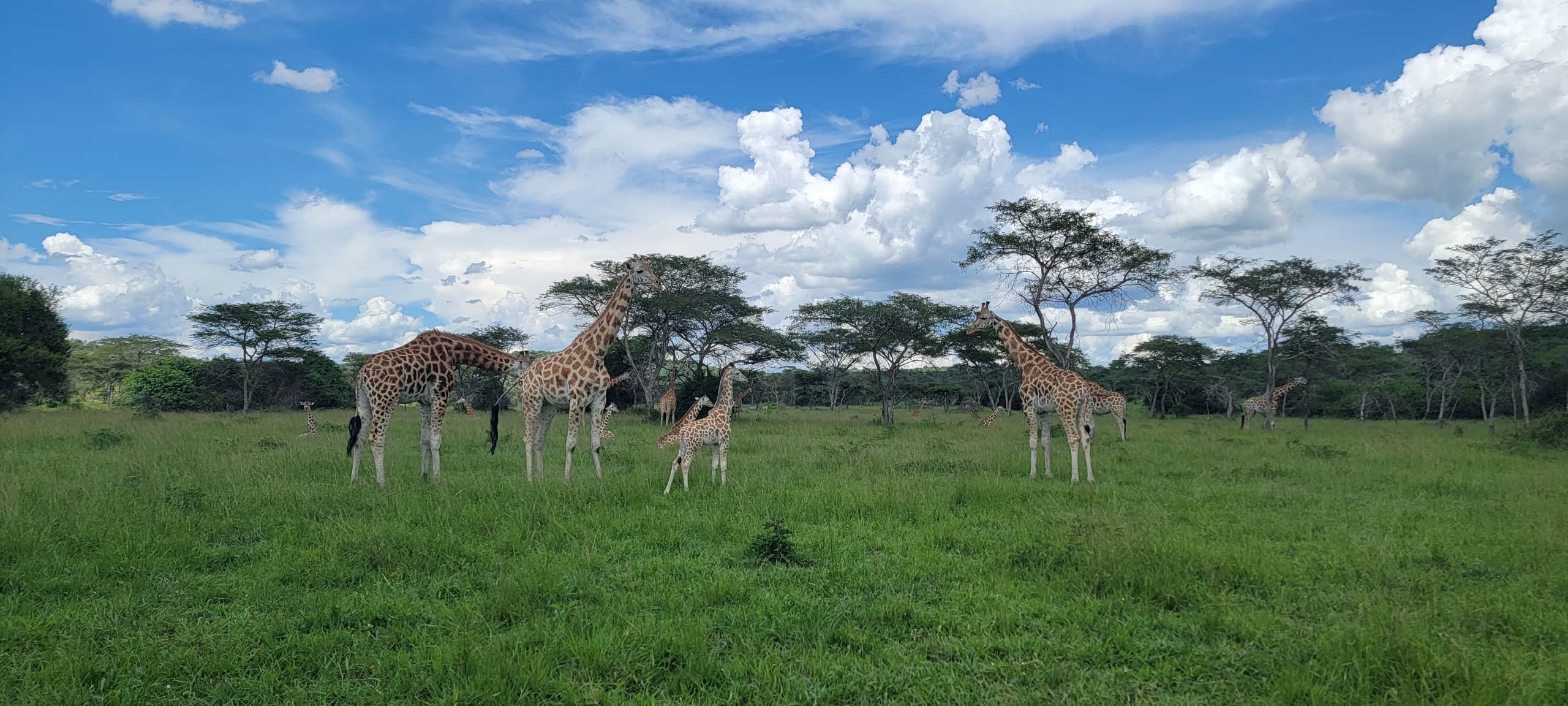 giraffe mburo park-1762253100447.jpeg
