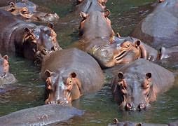 hippo-1783264067638.jfif