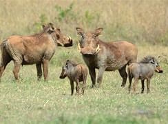 warthog3-1783264067637.jfif