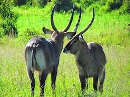 waterbbuck-1783264067637.jfif
