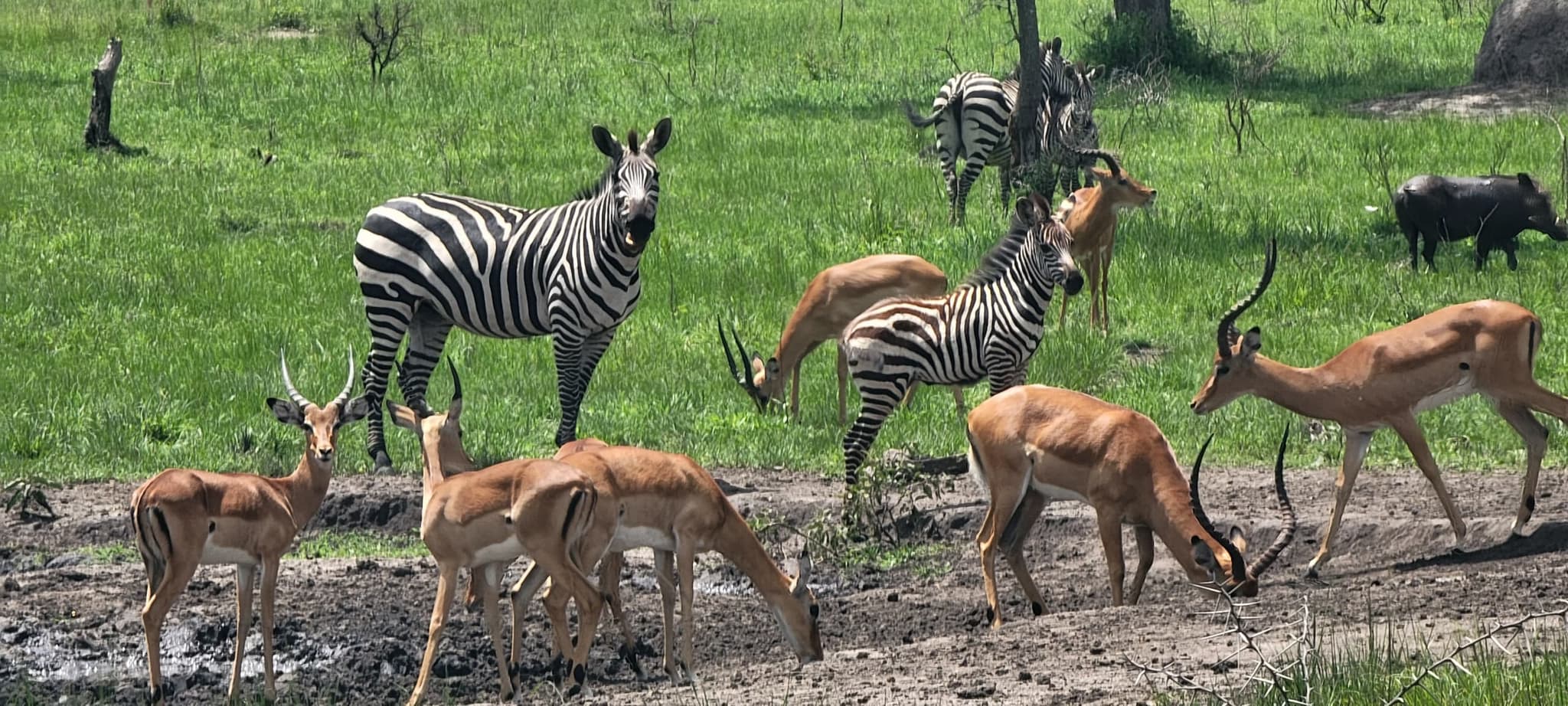 The "Rwizi Gateway": A Community Managed Game Drive & Lake Mburo Cruise
