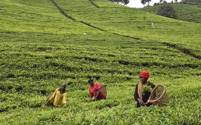 Bushenyi Tea Estates-1762501547691.webp