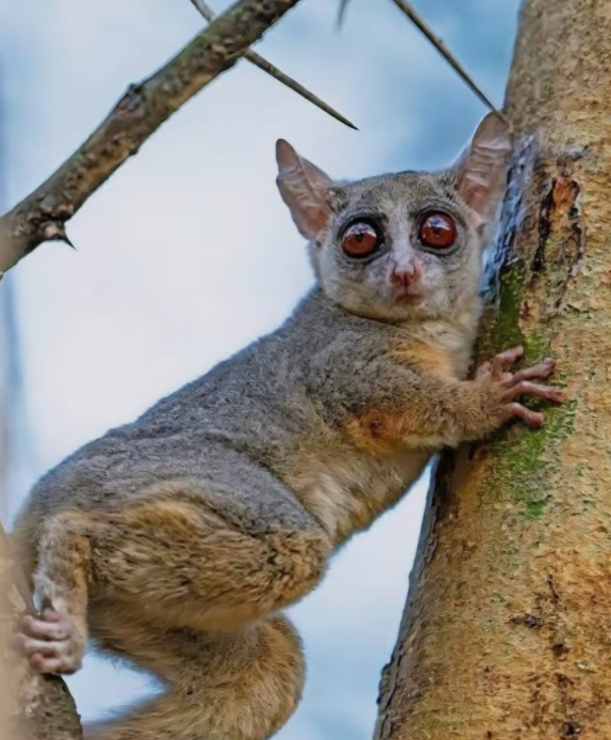 Night Walk: Discover the Hidden Wonders of Bigodi Community Project