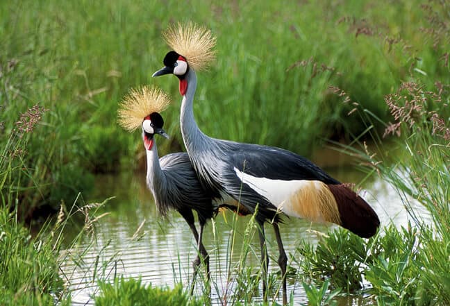 Explore Uganda's Hidden Bird paradise with Bigodi Community