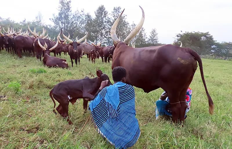 milk1-1775199734625.webp
