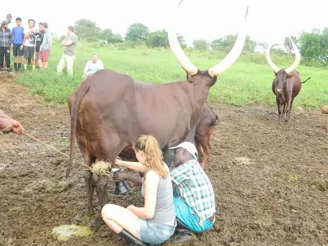 milking-1775199734625.webp