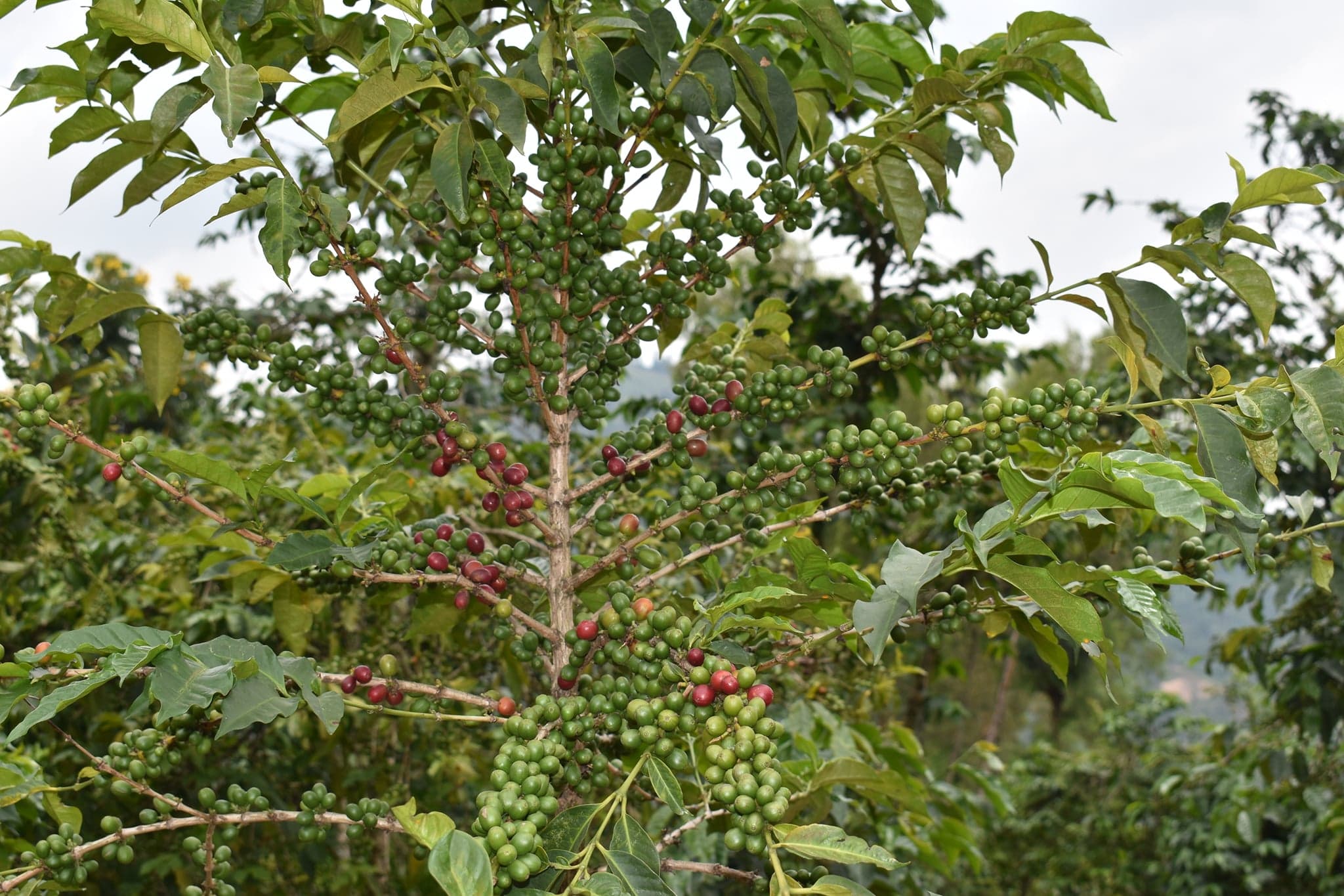 coffee-1782590534309.jpg