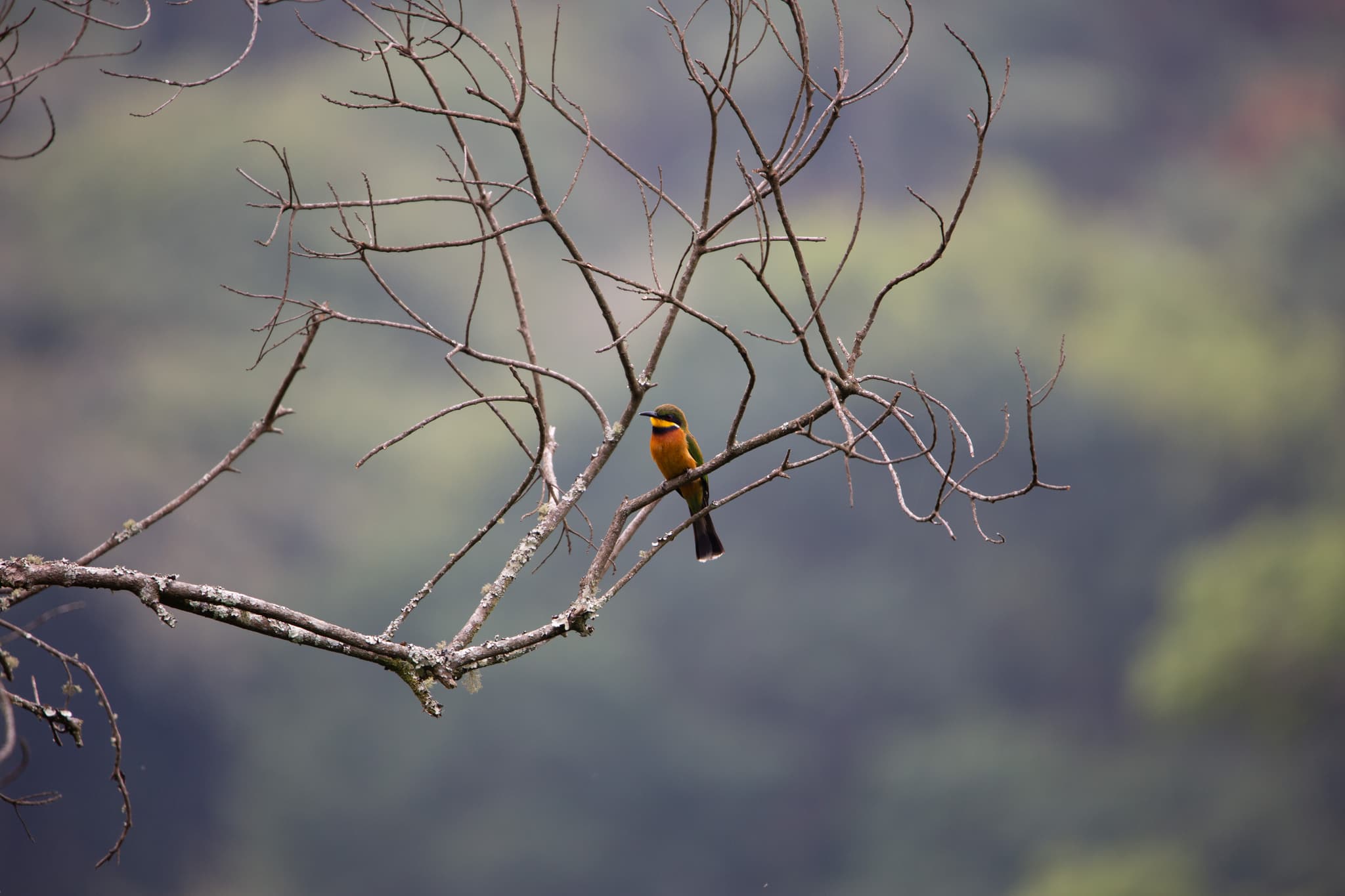 3-bird-1782592232165.jpg