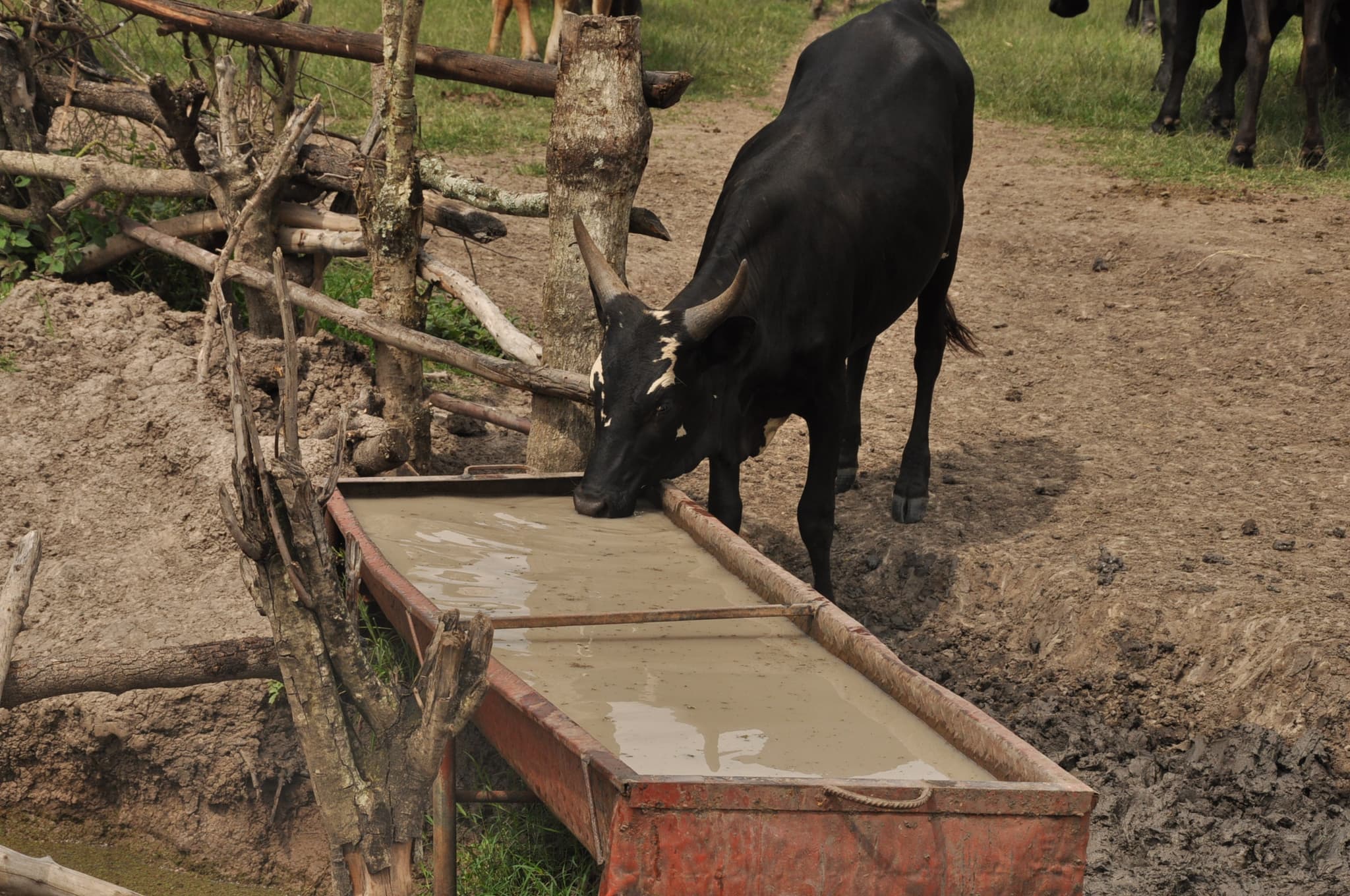 Ankole Cattle Farm Cow Watering Experience