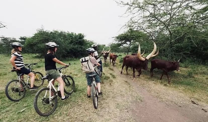 biking-1775194148546.webp