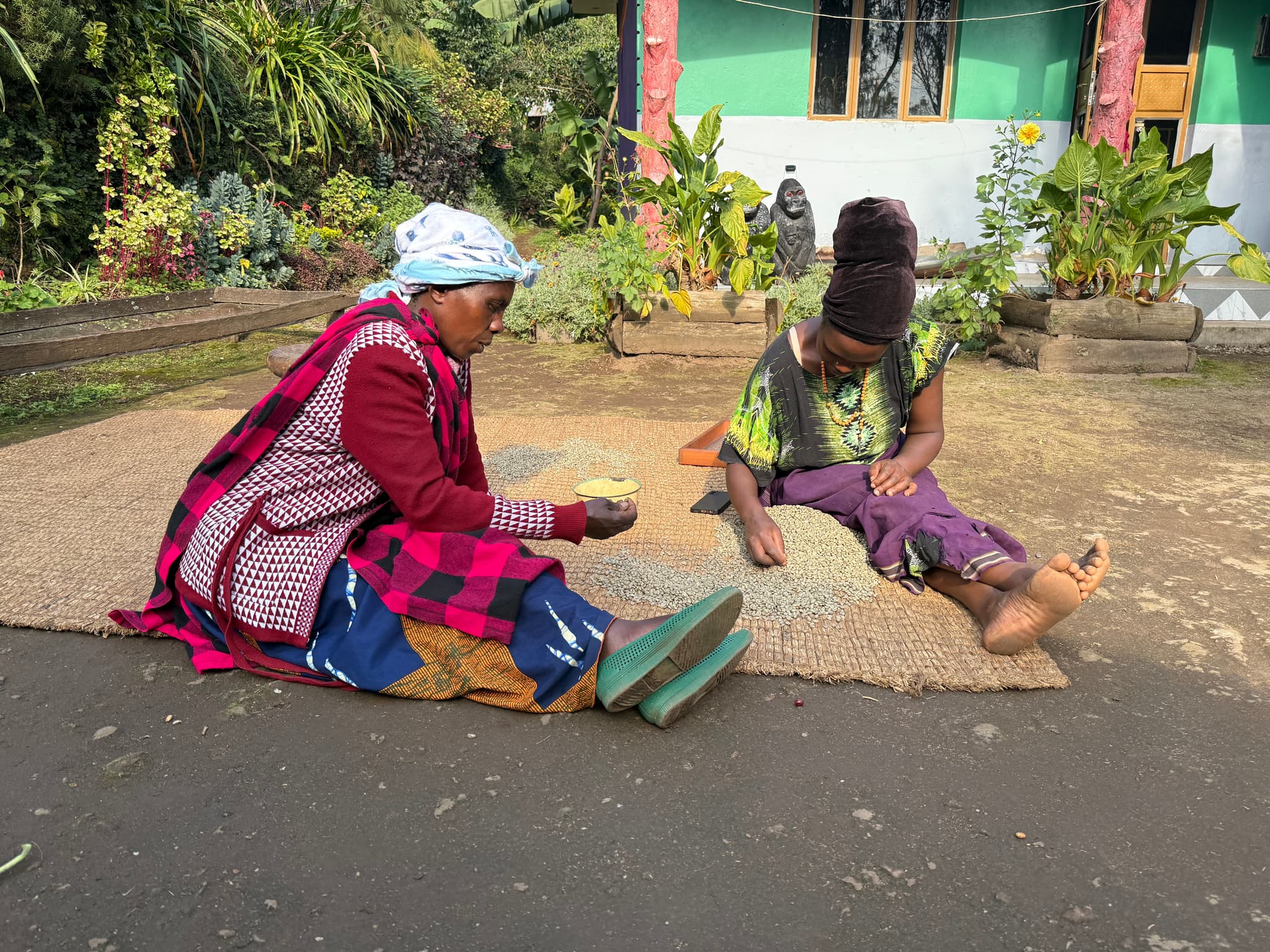 Kisoro Volcanic Coffee Farm Experience: From Bean to Cup