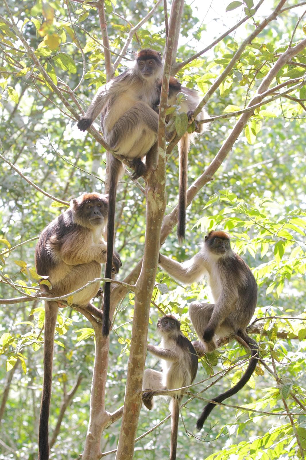 Bigodi Swamp  & Nature Walk: A Journey into Culture and Conservation