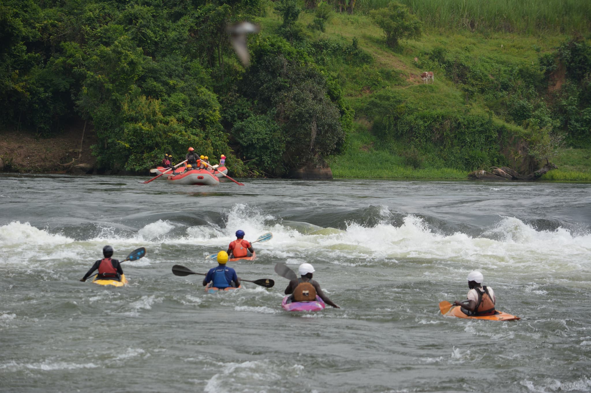 DSC_0454-1758286844237.JPG