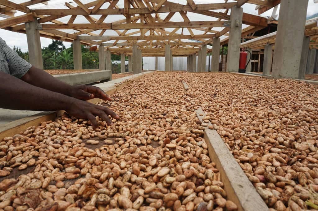 Bundibugyo Cocoa and Sempaya Experience