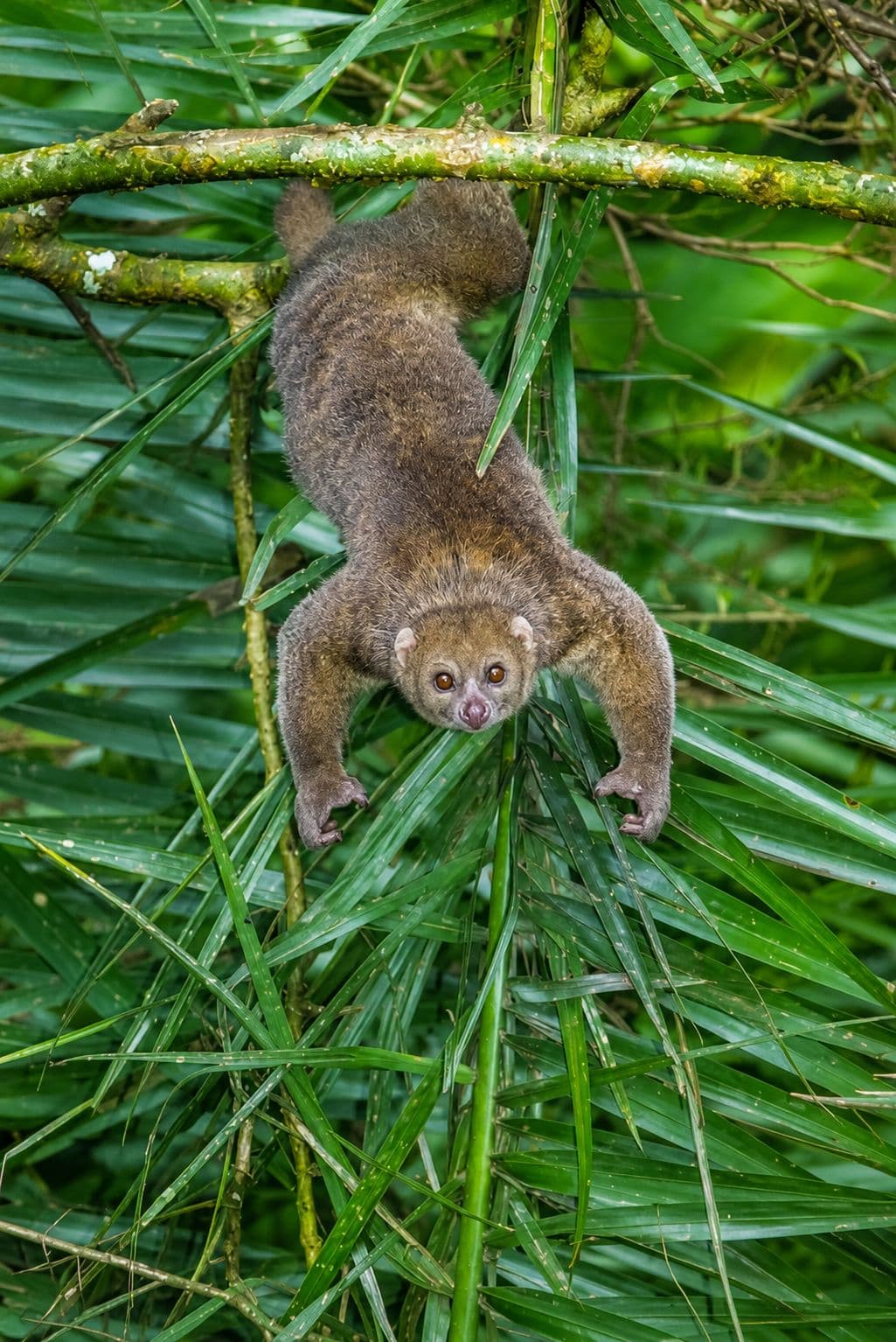 Night Walk: Discover the Hidden Wonders of Bigodi Community Project