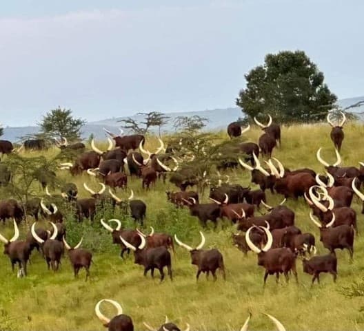 Ankole Cattle & Village Immersion, near Lake Mburo National Park