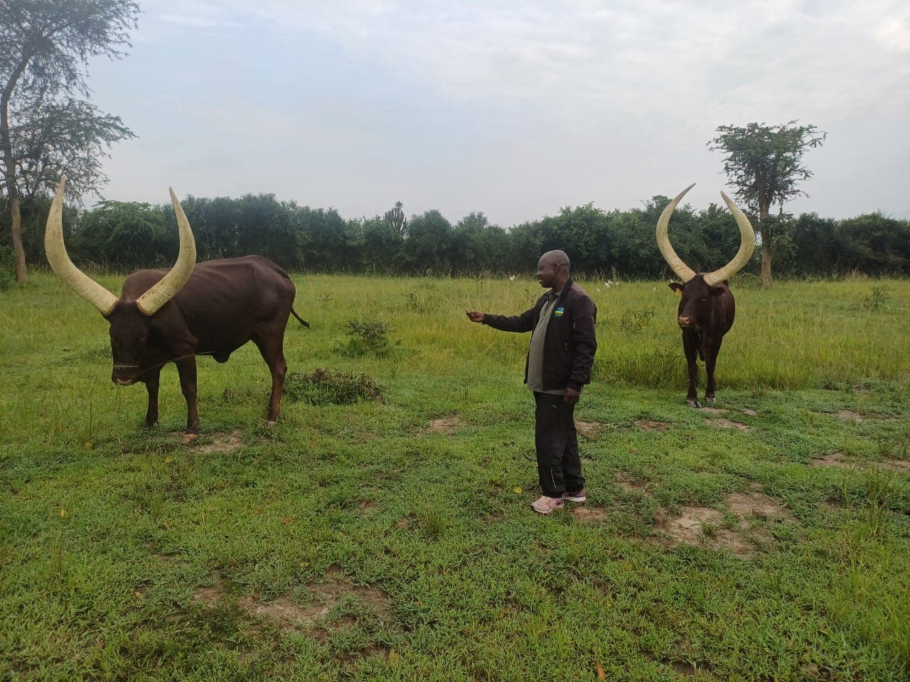 The Sacred Lowing; A Traditional Rwandan Milking Immersion