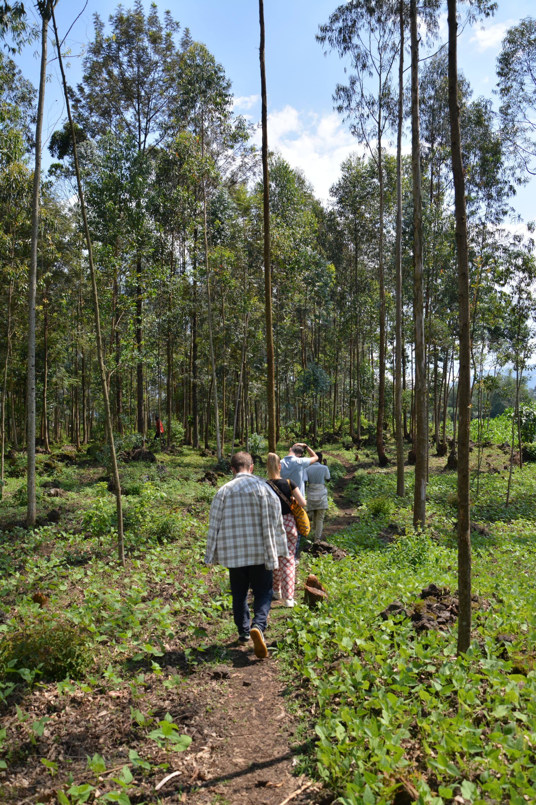 Volcanoes National Park: The Sky-High Community Rugarika Mountain Trek