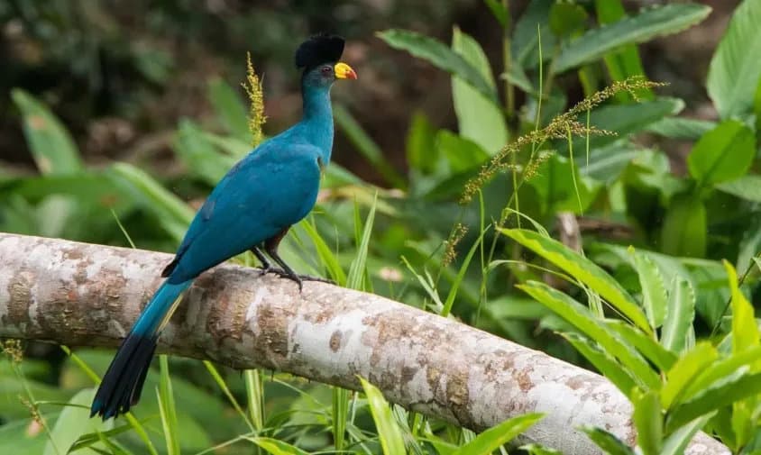 Blue-Turacco-in-kibale-forest-1775077756171.webp