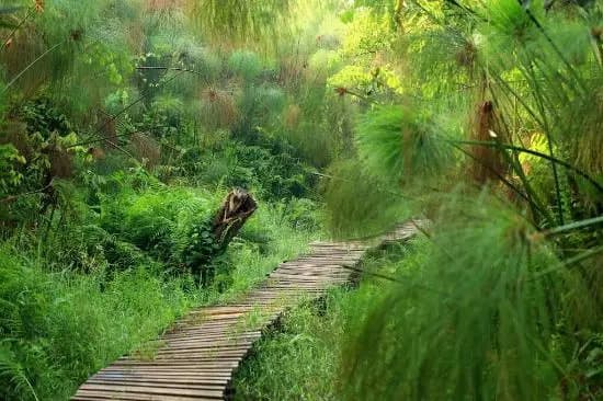 The Little Monkey Camp Bigodi (1)-1760865484094.webp