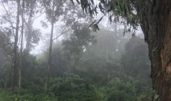 Karangura Eco-Camp in the Rwenzori Mountains Fort Portal (23)-1761384591032.webp