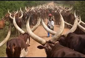 Kikorongo Rest Camp Busongora Cattle Keepers tours-1761729707403.jpg