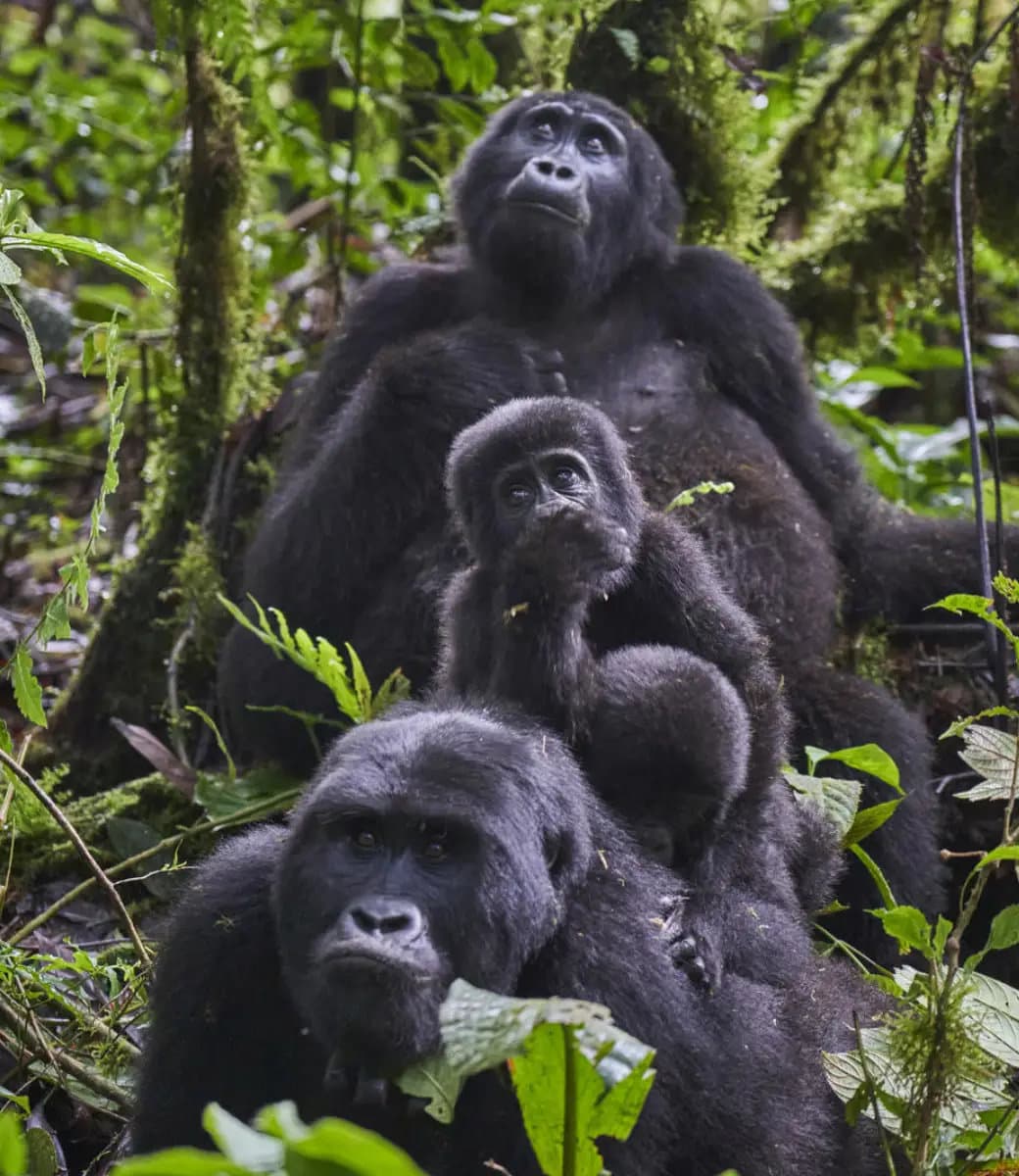 7 Day Cultural and Gorilla Trail with Paradise Eco Hub in Kigezi (4)-1774346118454.webp