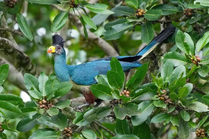 bird-1775077674609.webp