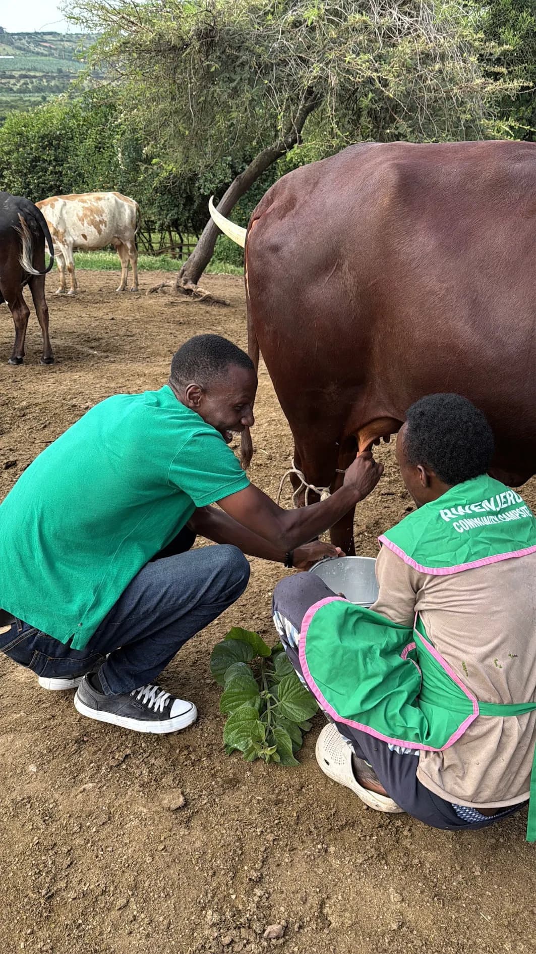 milking experience-1775199734626.webp