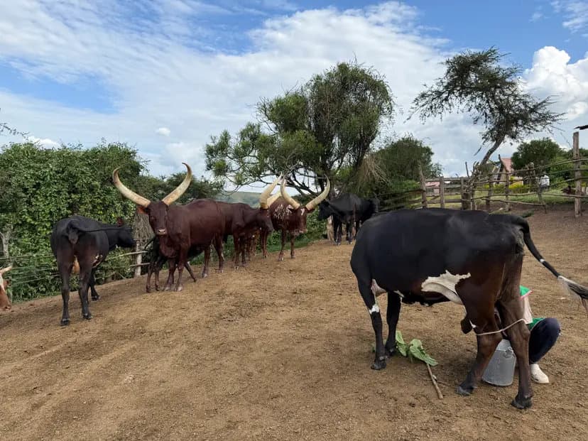 Traditional Ankole Cow Milking Farm Experience