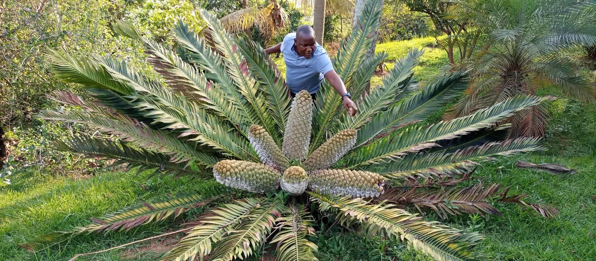 The-Cycad-Village-Experience-in-Karubuguma-Kitagwenda-9--1781096548271.jpg