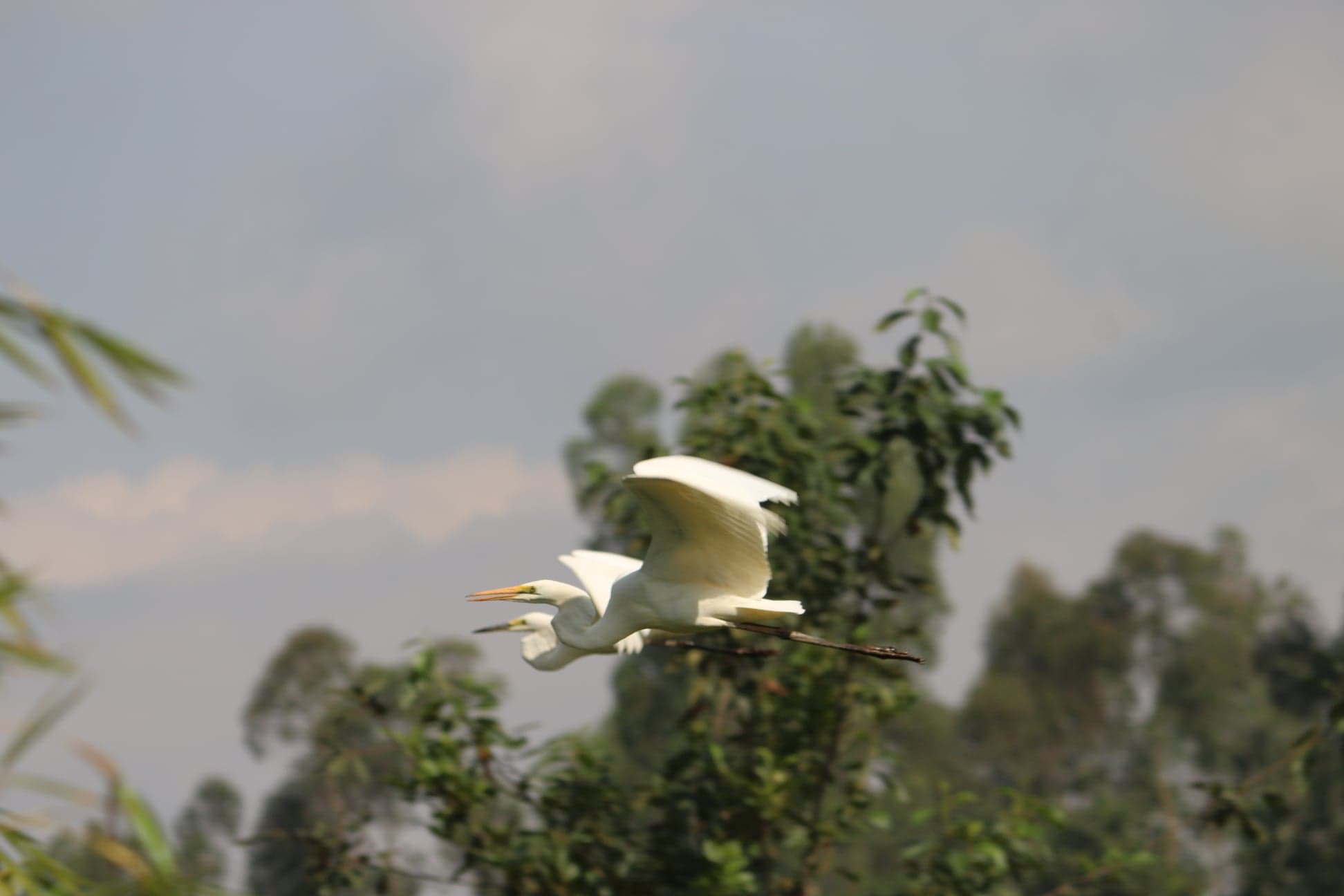 Volcanoes Birdwatching & Biodiversity Walk Experience