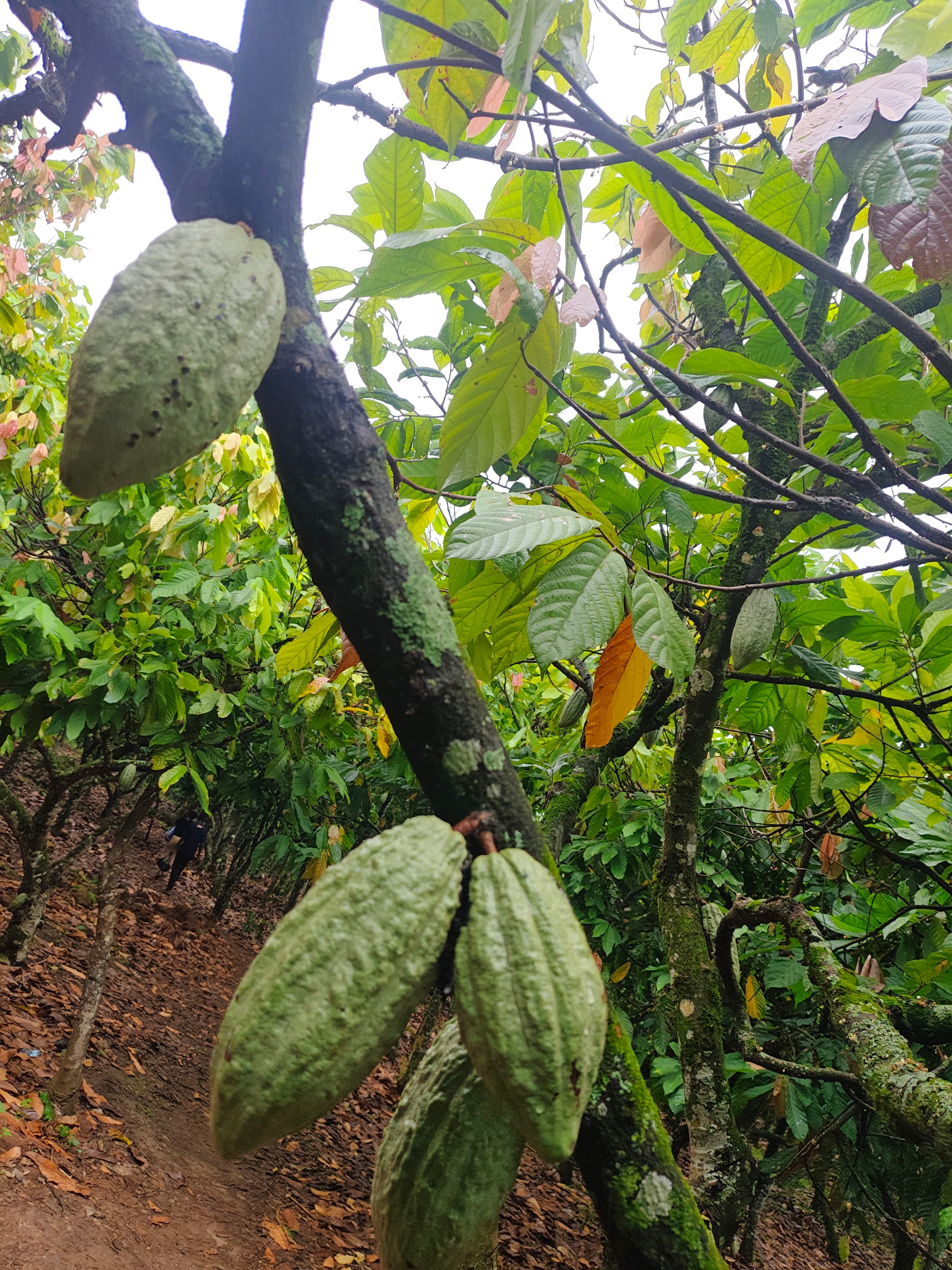 Bundibugyo Cocoa and Hot Springs Experience