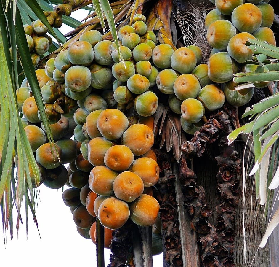 The Borassus Palm & Pastoral Living Experience: Ntoroko & Lake Albert