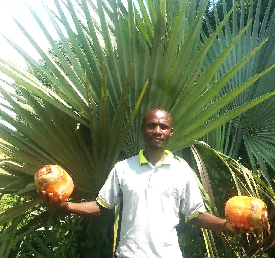 The-Borassus-Palm-Experience-in-Uganda-14--1789391091004.jpg