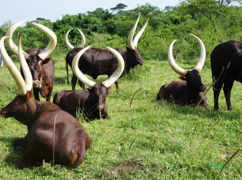 ankole farm-1775197664982.webp